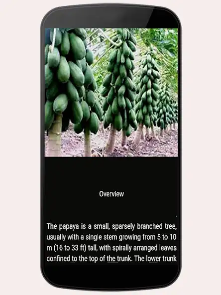 Play Health Benefits Of Papaya  and enjoy Health Benefits Of Papaya with UptoPlay