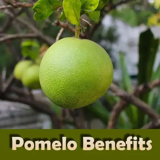 Play Health benefits of Pomelo APK