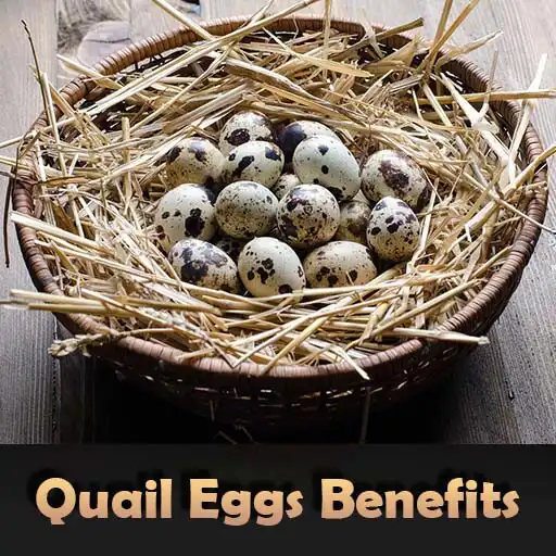 Play Health Benefits Of Quail Eggs APK Play Health Benefits Of Quail Eggs APK