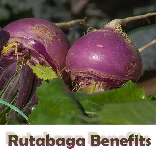 Play Health Benefits of Rutabaga APK Play Health Benefits of Rutabaga APK