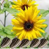 Free play online Health Benefits of Sunflower APK