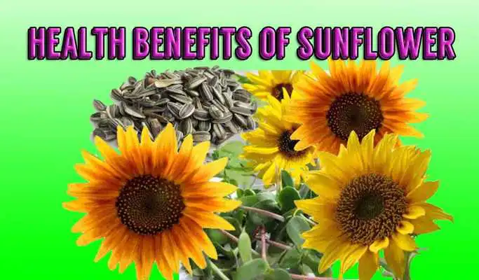 Play Health Benefits of Sunflower