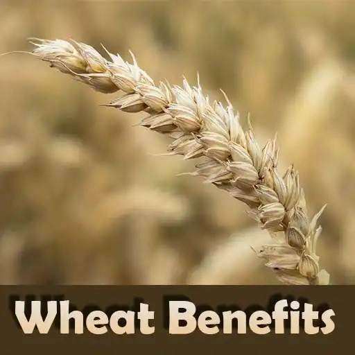 Play Health benefits of wheat APK Play Health benefits of wheat APK