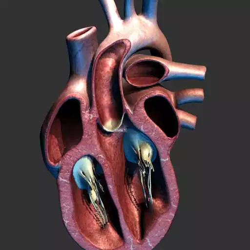 Play Heart 3D model for learning APK