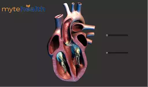 Play Heart 3D model for learning  and enjoy Heart 3D model for learning with UptoPlay