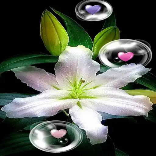 Free play online Hearts Bubble Live Wallpaper APK Free play online Hearts Bubble Live Wallpaper APK