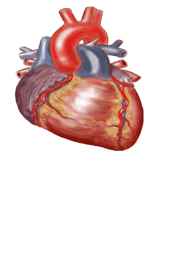 Play Heart Sounds APK