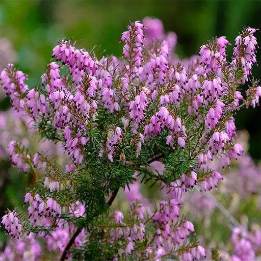 Play Heather: HD Flower Wallpapers and Backgrounds APK Play Heather: HD Flower Wallpapers and Backgrounds APK