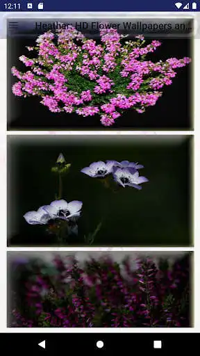 Play Heather: HD Flower Wallpapers and Backgrounds  and enjoy Heather: HD Flower Wallpapers and Backgrounds with UptoPlay