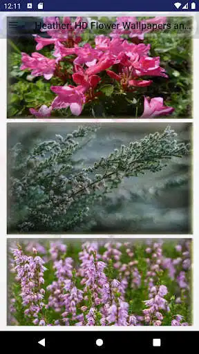 Play Heather: HD Flower Wallpapers and Backgrounds as an online game Heather: HD Flower Wallpapers and Backgrounds with UptoPlay