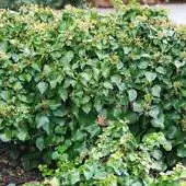 Free play online Hedera Wallpapers APK