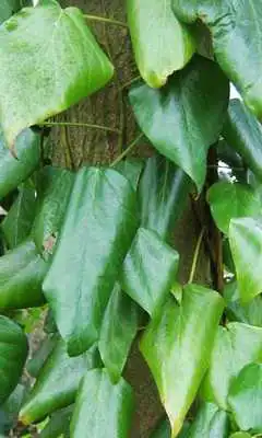 Play Hedera Wallpapers