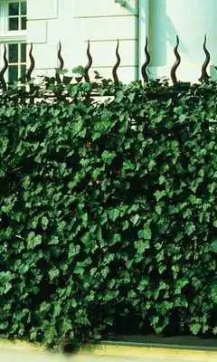 Play Hedera Wallpapers