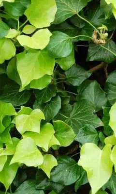 Play Hedera Wallpapers
