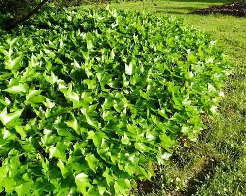 Play Hedera Wallpapers