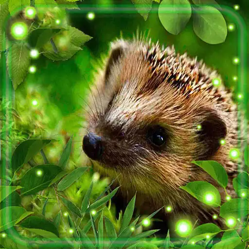 Play Hedgehogs Forest APK Play Hedgehogs Forest APK