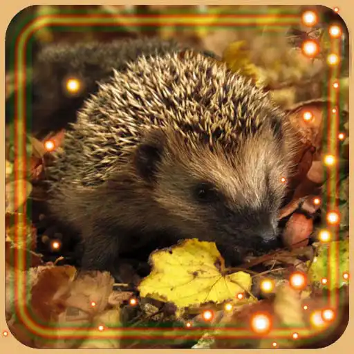Free play online Hedgehogs live wallpaper APK