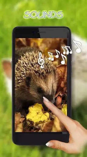 Play Hedgehogs live wallpaper