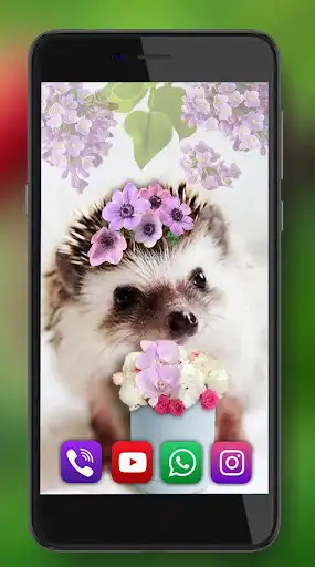 Play Hedgehogs live wallpaper