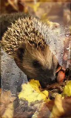 Play Hedgehogs live wallpaper