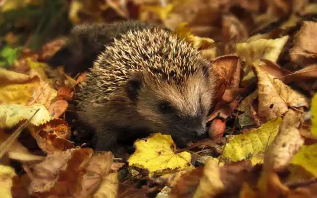 Play Hedgehogs live wallpaper
