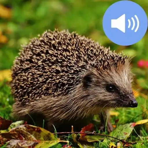 Play Hedgehog Sounds and Wallpapers APK