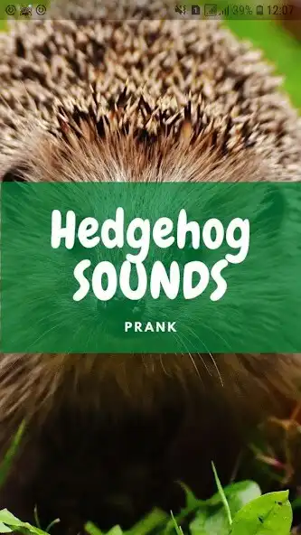 Play Hedgehog Sounds and Wallpapers  and enjoy Hedgehog Sounds and Wallpapers with UptoPlay