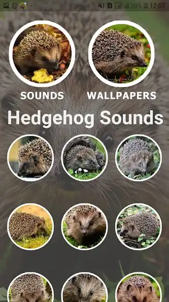 Play Hedgehog Sounds and Wallpapers as an online game Hedgehog Sounds and Wallpapers with UptoPlay