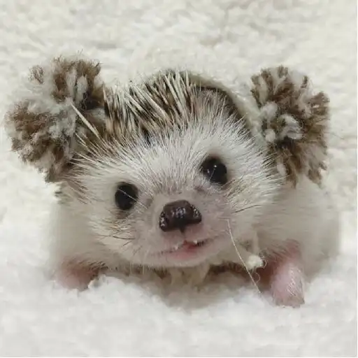 Play Hedgehog Sticker Pack APK
