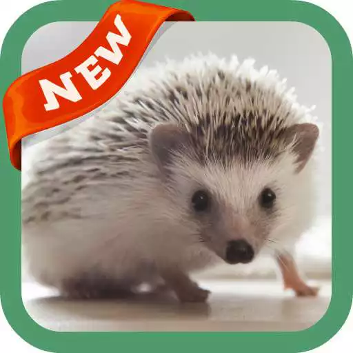 Free play online Hedgehog Wallpaper APK Free play online Hedgehog Wallpaper APK