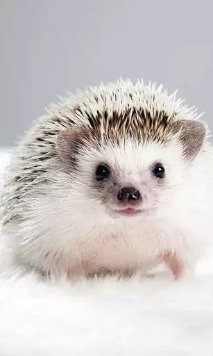 Play Hedgehog Wallpaper  and enjoy Hedgehog Wallpaper with UptoPlay