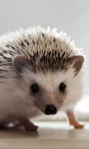 Play Hedgehog Wallpaper as an online game Hedgehog Wallpaper with UptoPlay