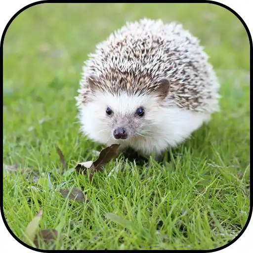 Play Hedgehog Wallpapers APK Play Hedgehog Wallpapers APK