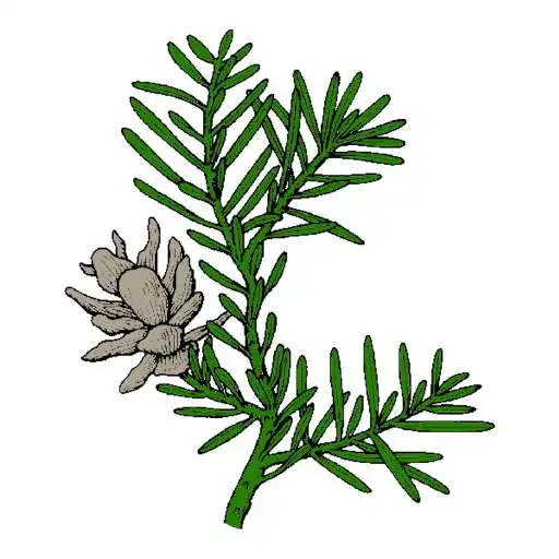 Free play online Hemlock APK