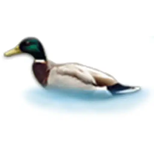 Play Hen Hunt Game APK Play Hen Hunt Game APK