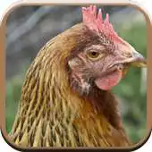 Free play online Hen Sounds for Kids APK Free play online Hen Sounds for Kids APK