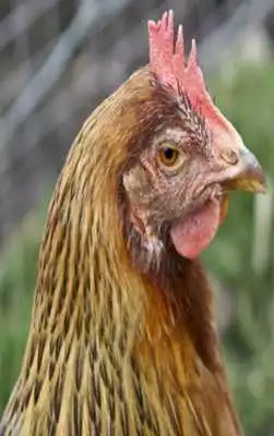 Play Hen Sounds for Kids