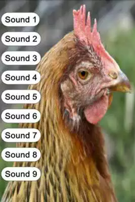 Play Hen Sounds for Kids