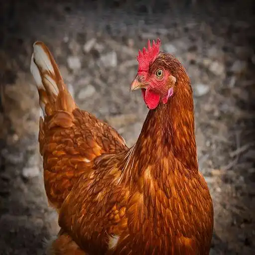 Play hen sounds APK Play hen sounds APK