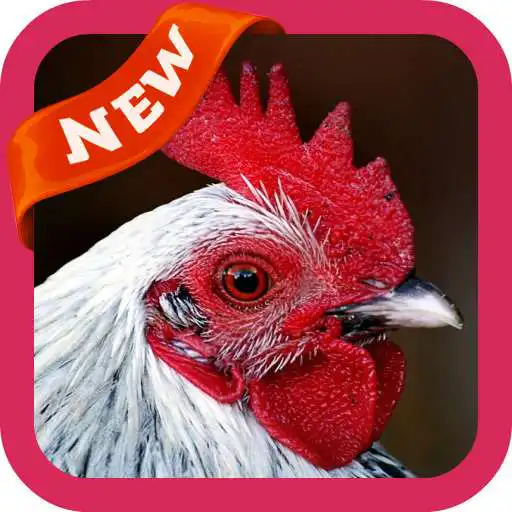Play Hen Wallpaper APK