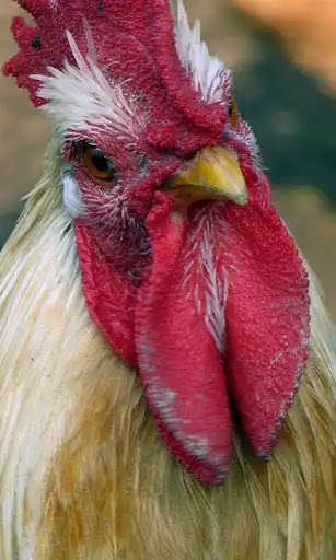 Play Hen Wallpaper  and enjoy Hen Wallpaper with UptoPlay