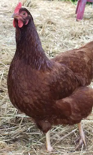 Play Hen Wallpaper as an online game Hen Wallpaper with UptoPlay