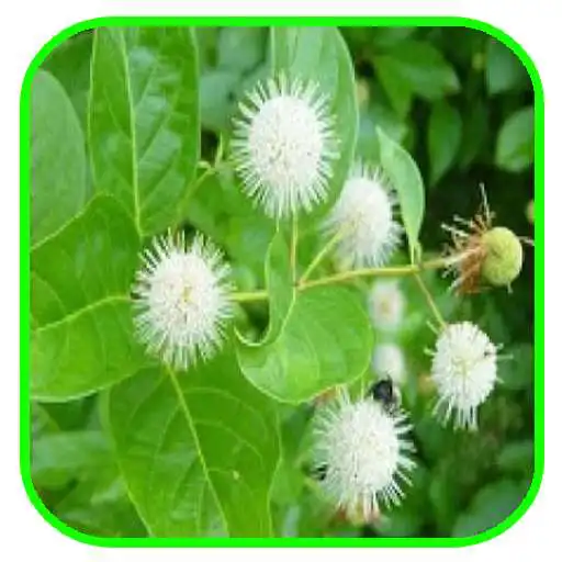 Play Herbal Medicinal Plants