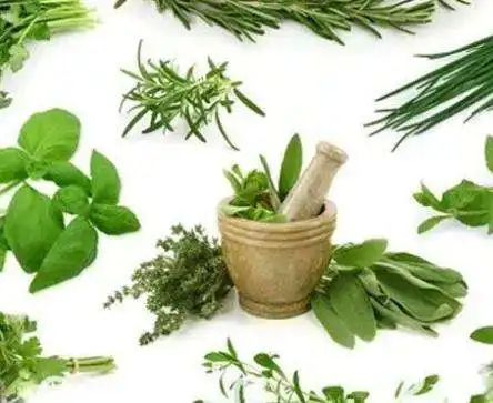Play Herbal Medicinal Plants