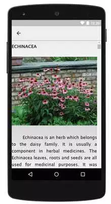 Play Herb Garden Ideas For Beginner