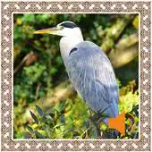Free play online Heron Birds Sounds APK Free play online Heron Birds Sounds APK