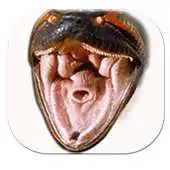 Free play online Herpetologist APK