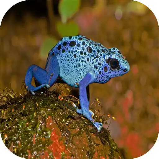 Play Herpetology APK Play Herpetology APK