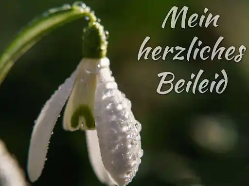 Play Herzliches Beileid and enjoy Herzliches Beileid with UptoPlay Play Herzliches Beileid and enjoy Herzliches Beileid with UptoPlay