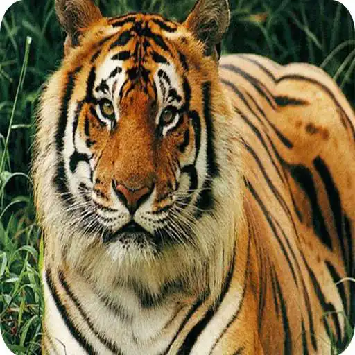 Play Hewan Dan Nama-namanya APK